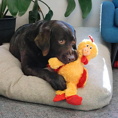 Brown dog chewing a yellow chicken stuffed toy