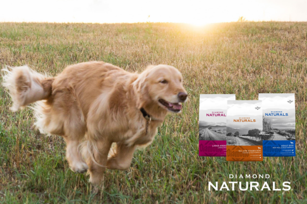 Dog running through field with Diamond Naturals products