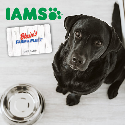 Dog looking up with IAMS logo and Blain's gift card