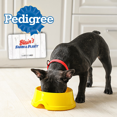 Dog eating out of a bowl with Pedigree logo and Blain's gift card