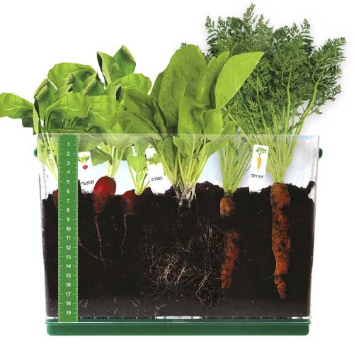 Grow & See Vegetable Garden
