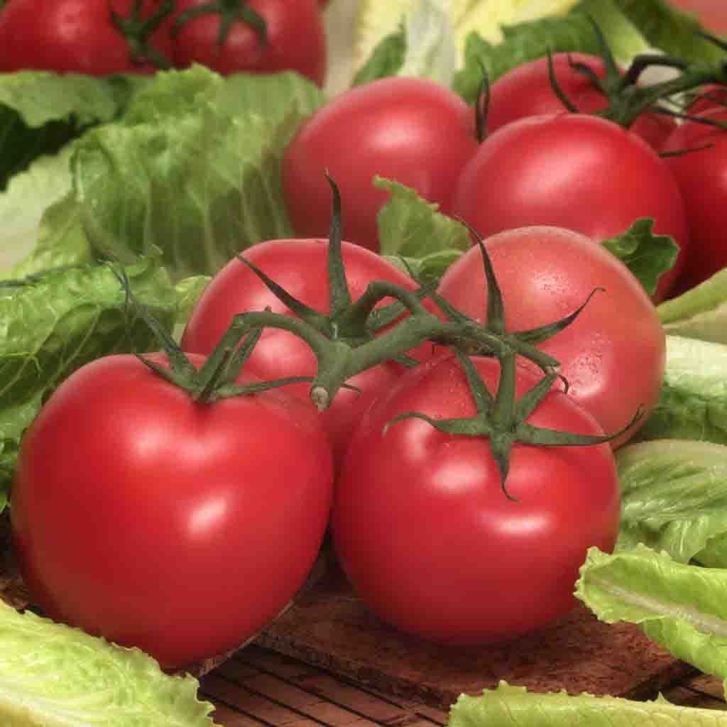 Image of Tomato, Early Girl Hybrid Seeds Online Edition