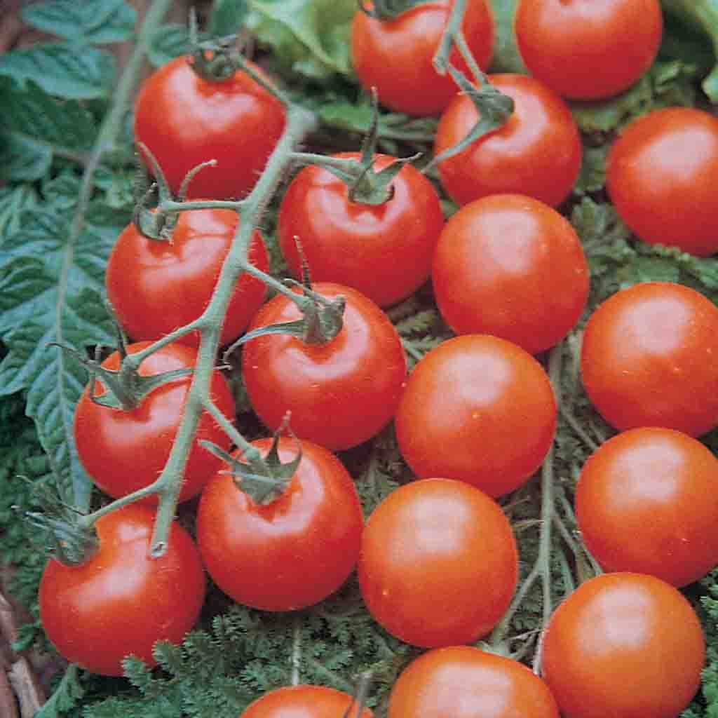 Image of Tomato, Supersweet 100 VF Hybrid Seeds Online Edition