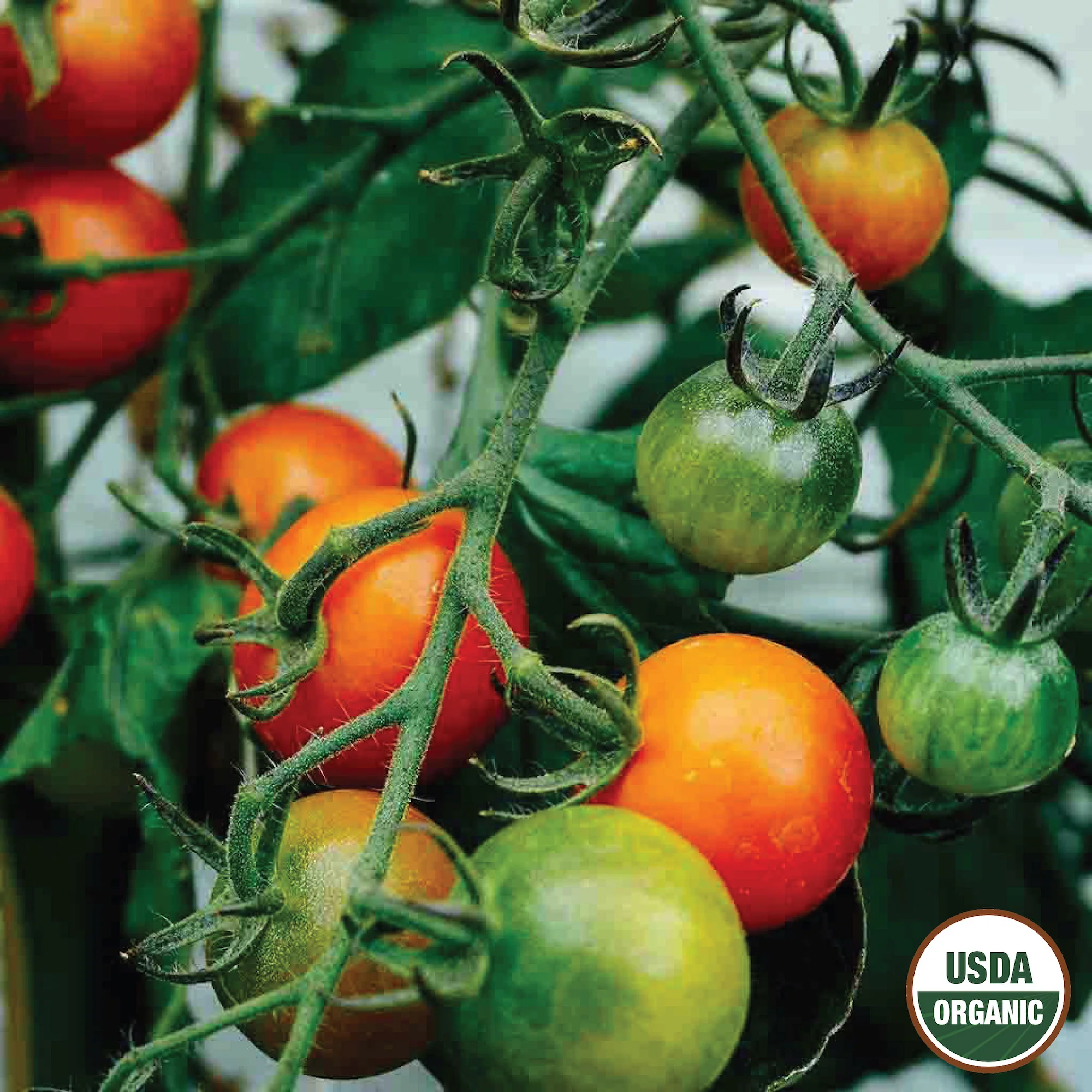 Image of Tomato, Large Red Cherry Organic Seeds Online Edition