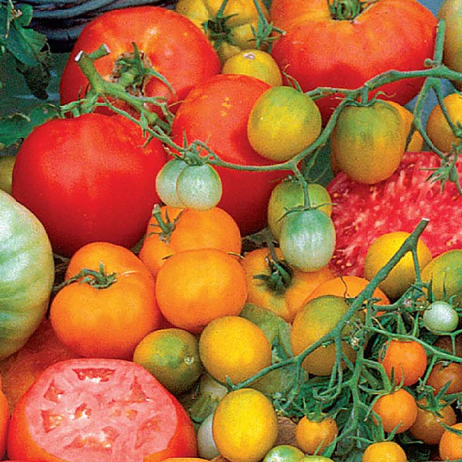 Image of Tomato, Rainbow Blend Heirloom Seeds Online Edition