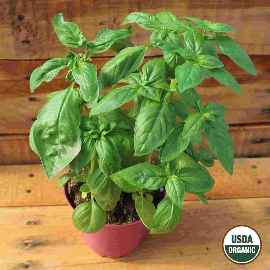 Image of Basil, Sweet Organic Seeds Online Edition