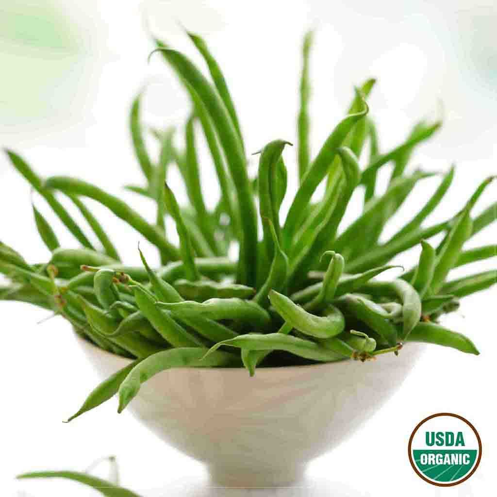 Image of Bean, Bush Blue Lake 274 Organic Seeds Online Edition