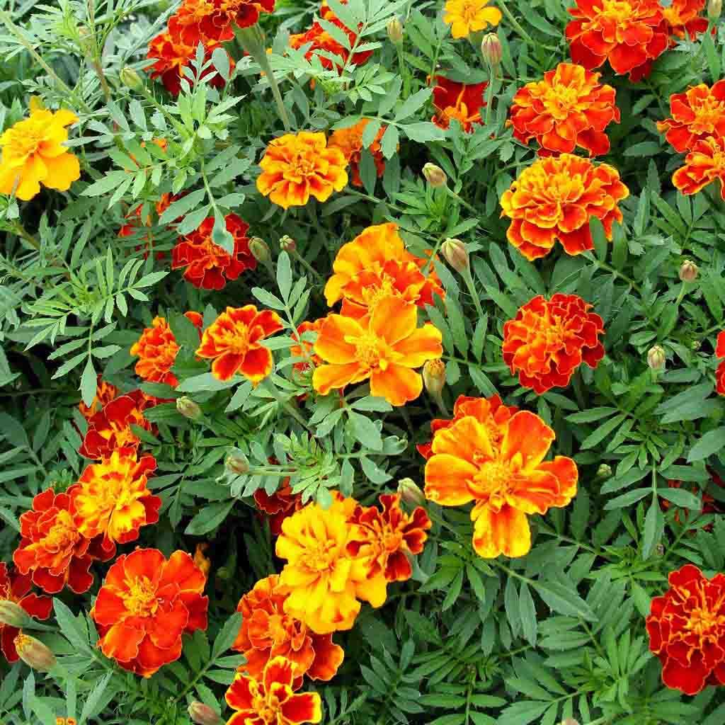 Image of Marigold, French Double Dwarf Seeds Online Edition