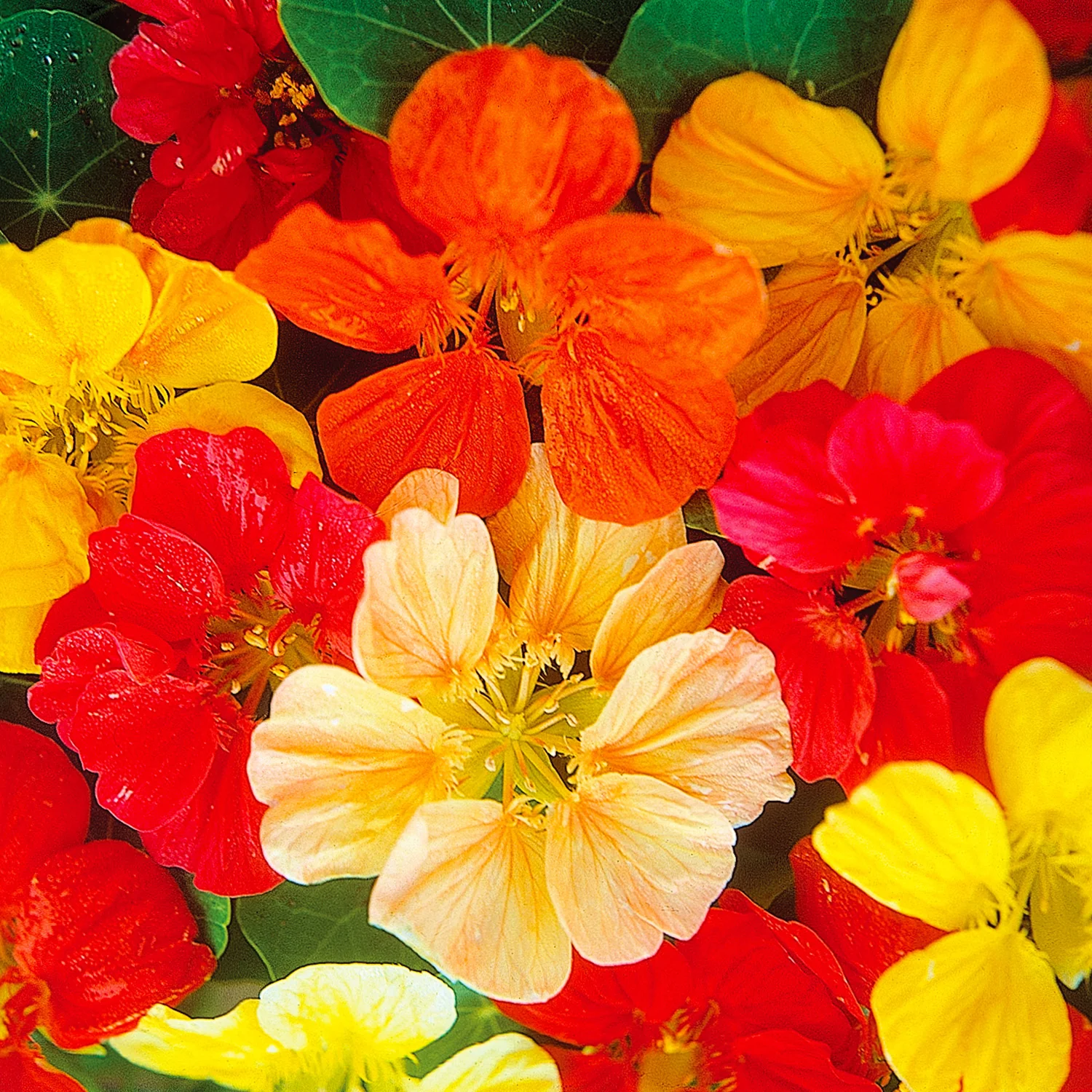 Image of Nasturtium, Jewel Mixed Colors Seeds Online Edition