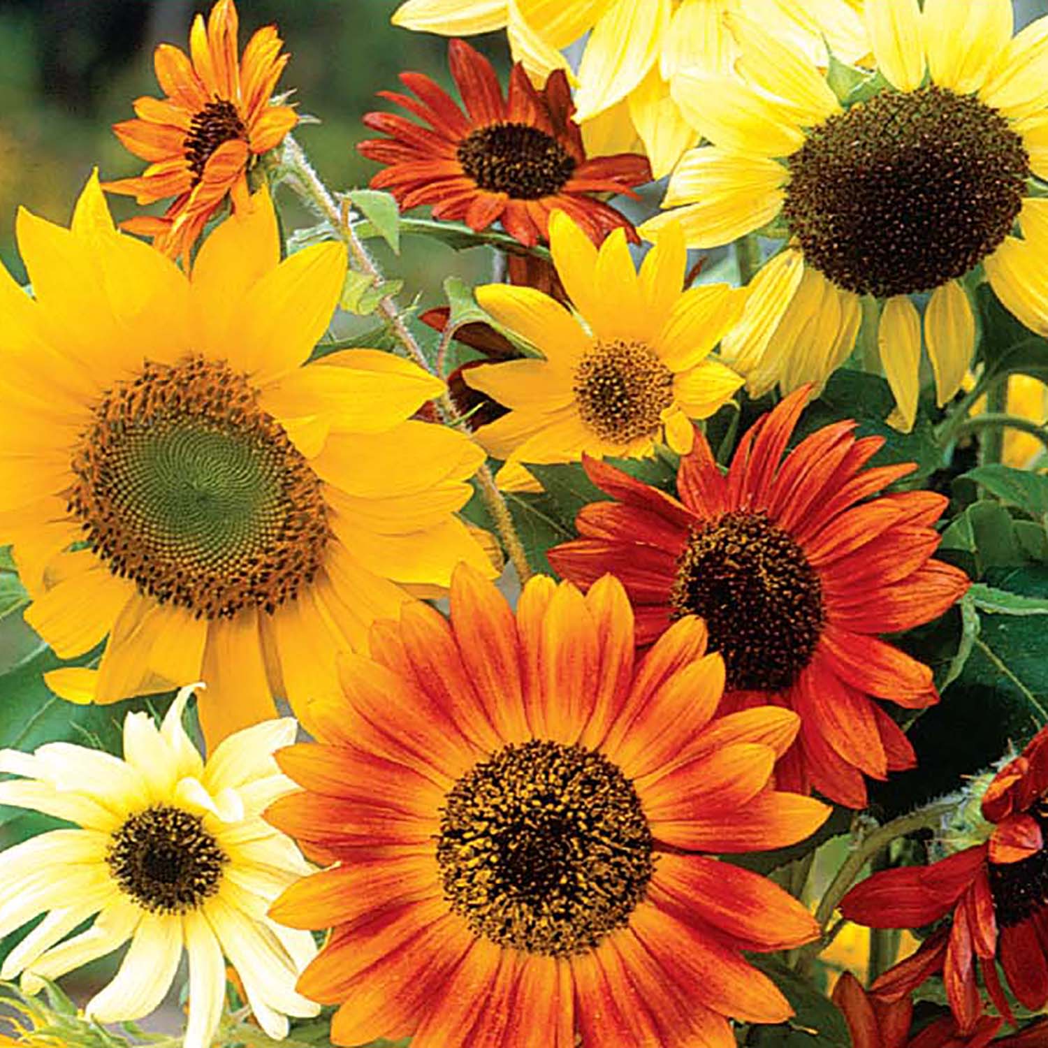 Image of Sunflower, Fun Sunny Hybrid Mix Seeds Online Edition