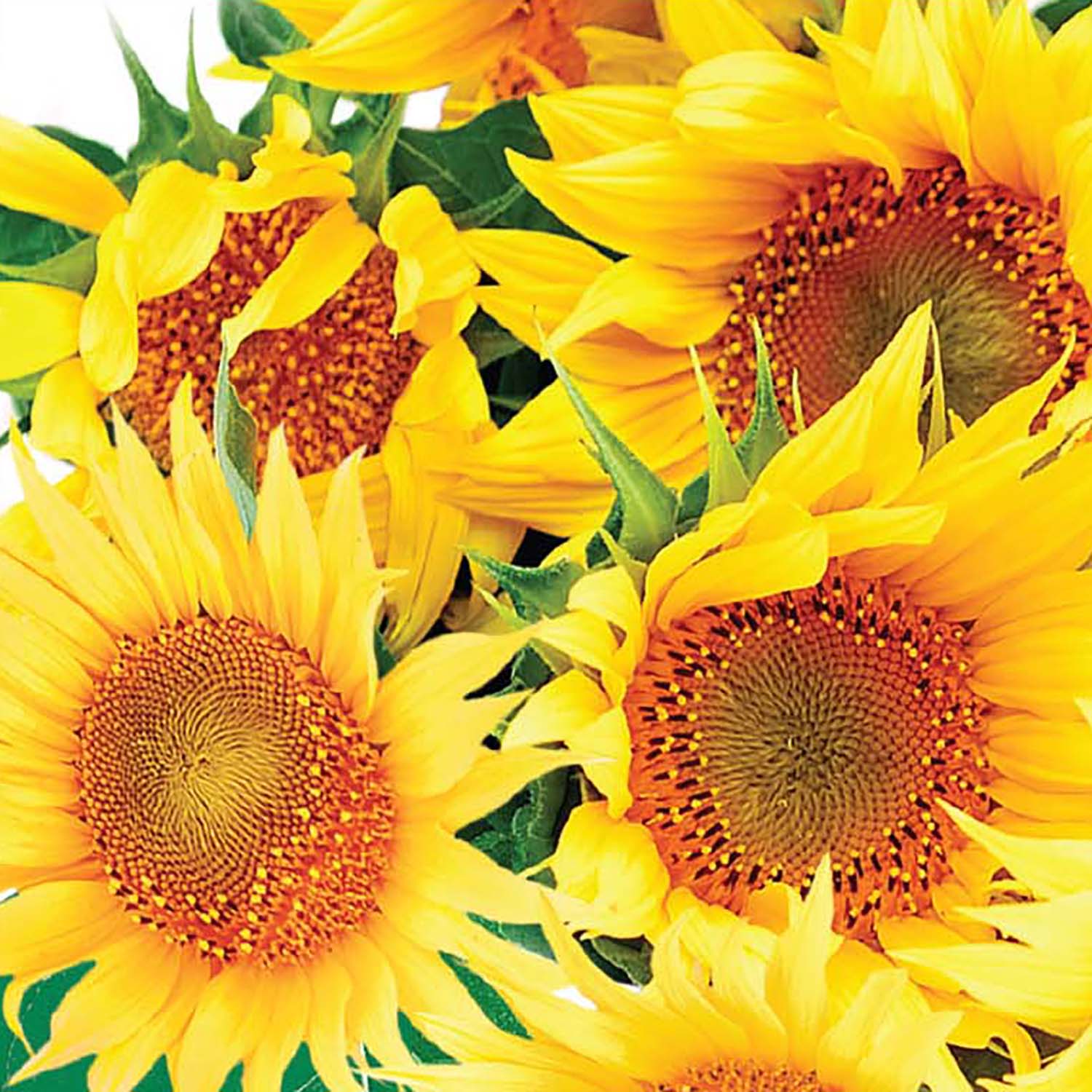 Image of Sunflower, Dwarf Incredible Seeds Online Edition