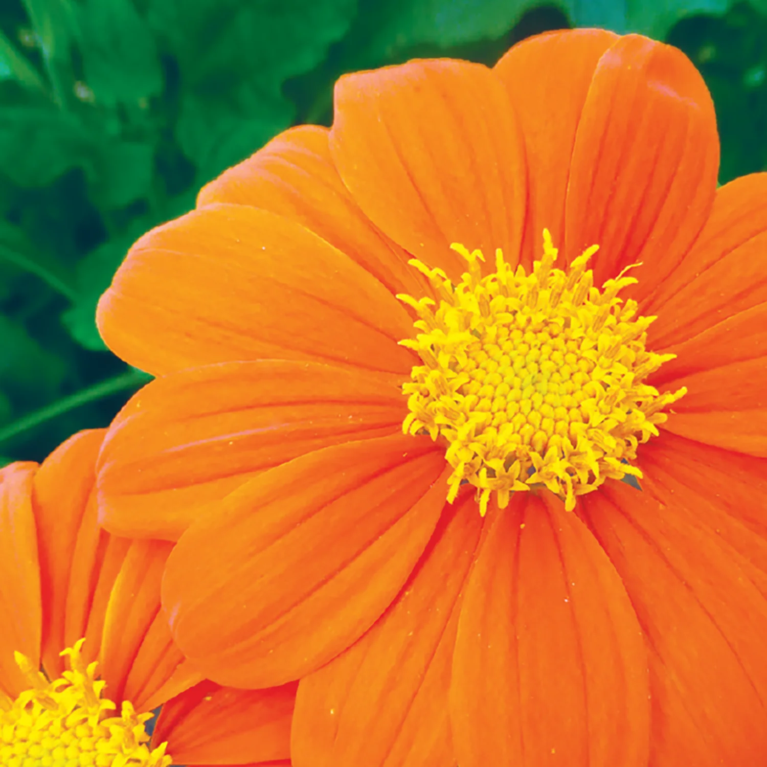 Image of Tithonia, Mexican Sunflower Seeds Online Edition