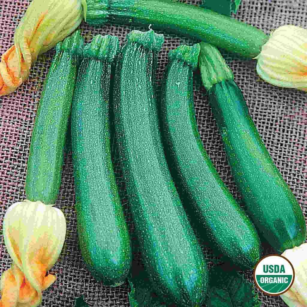Image of Squash, Fordhook Zucchini Organic Seeds Online Edition
