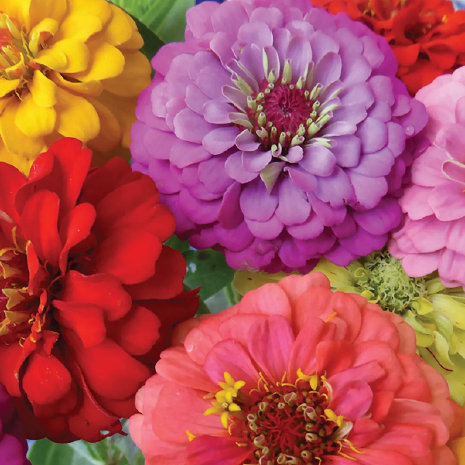 Image of Zinnia, Early Bird Seeds Online Edition