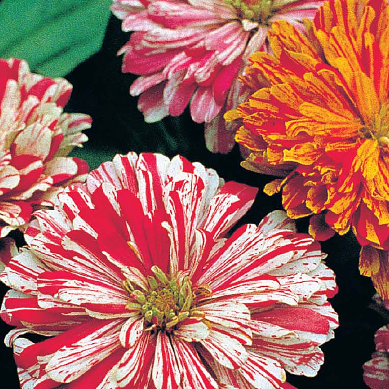 Image of Zinnia, Candy Cane Seeds Online Edition