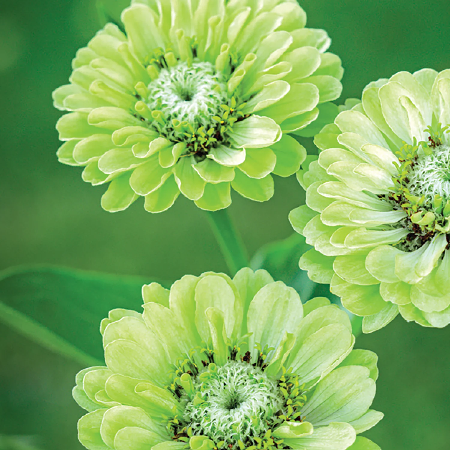 Image of Zinnia, Envy Seeds Online Edition