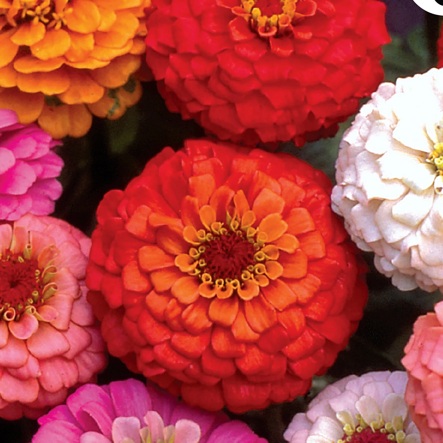 Image of Zinnia, Giant Double Flowered Mixed Colors Seeds Online Edition