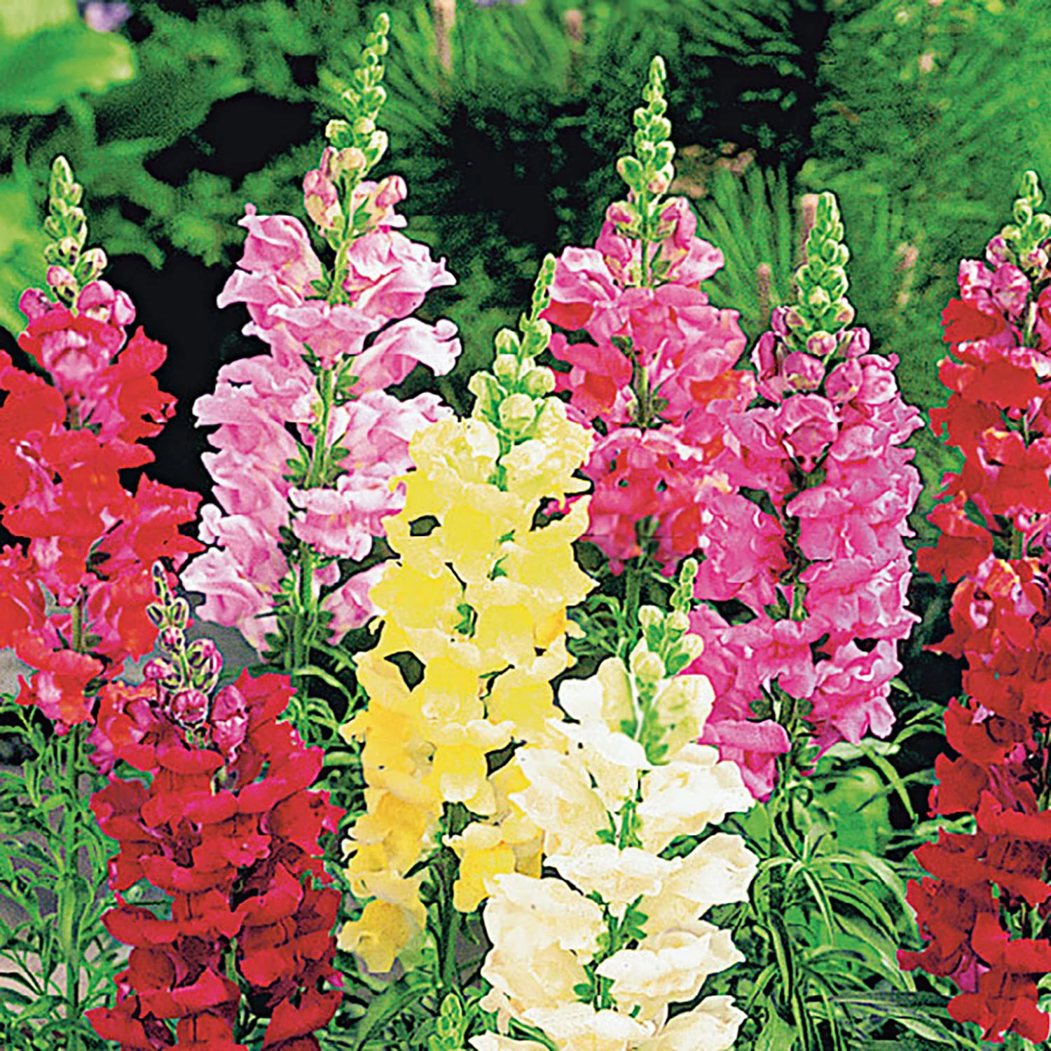 Image of Snapdragon Tall Deluxe Mixed Colors Seeds Online Edition