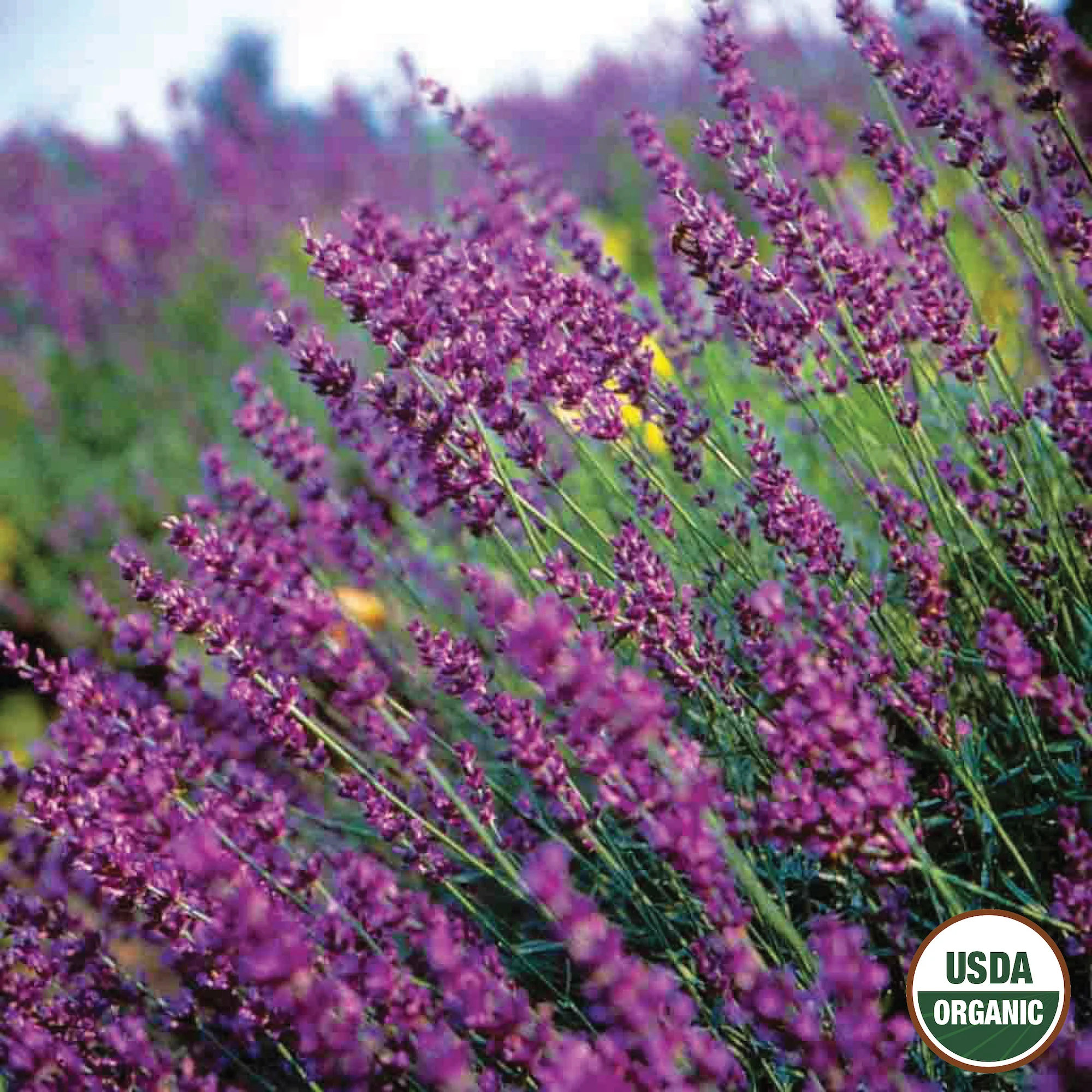 Image of Lavender, True Organic Seeds Online Edition