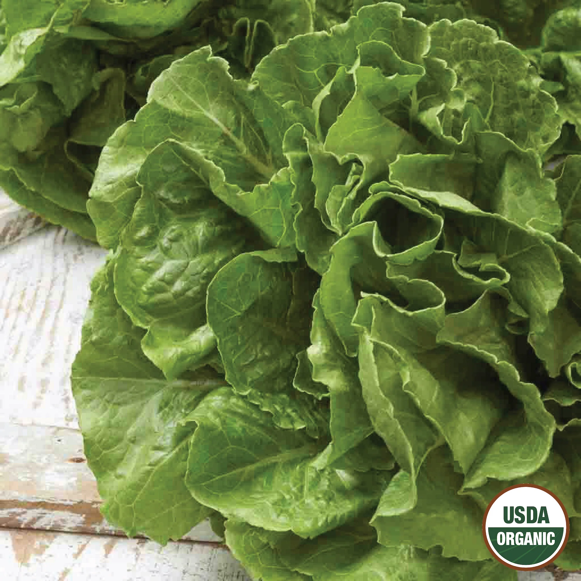 Image of Lettuce, Buttercrunch Organic Seeds Online Edition