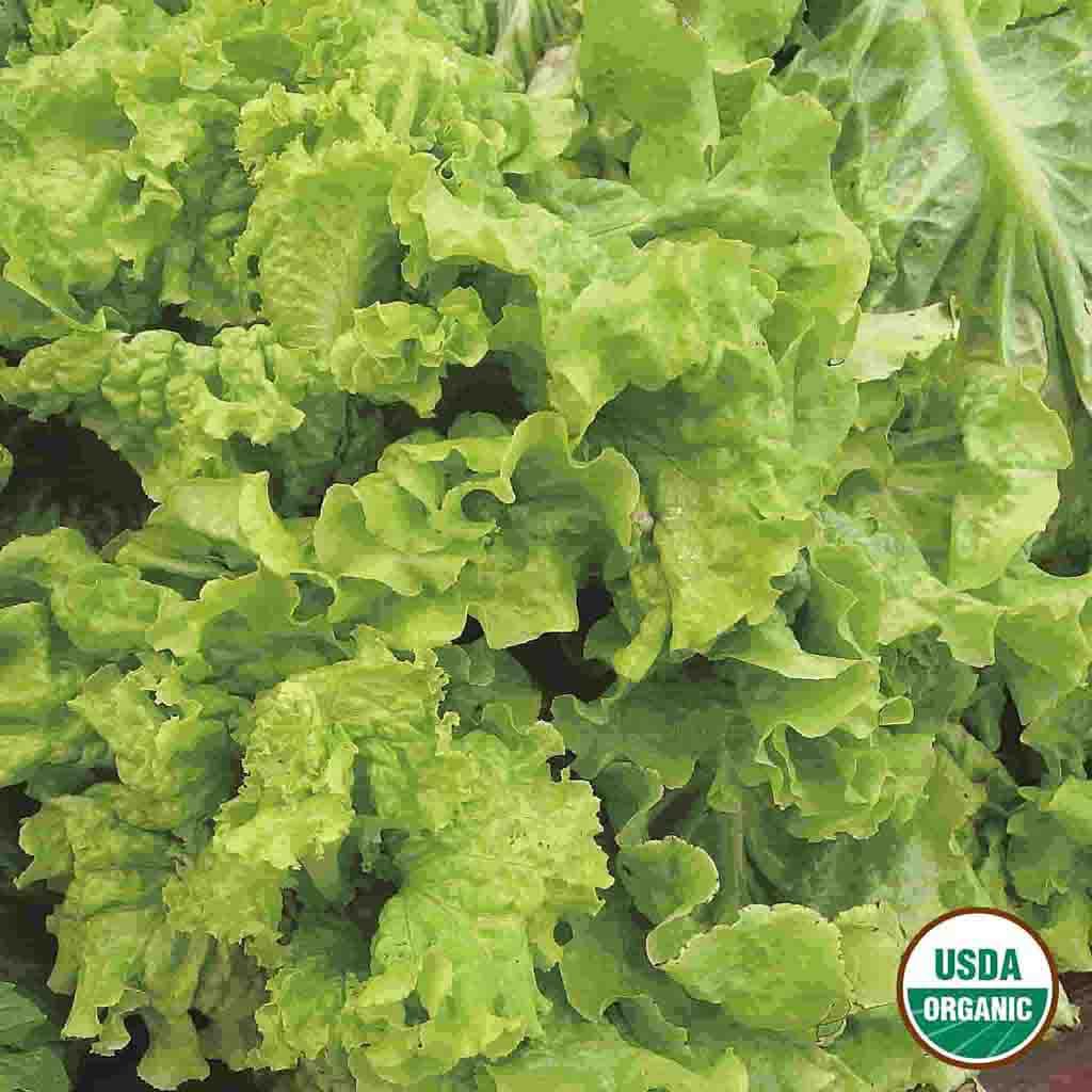 Image of Lettuce, Black Seeded Simpson Organic Seeds Online Edition