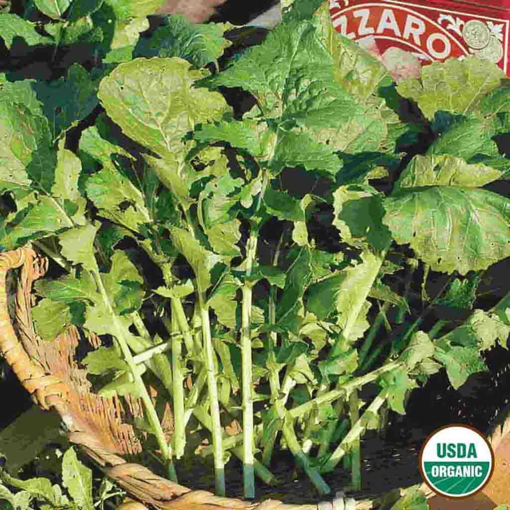 Image of Arugula, Roquette Organic Seeds Online Edition