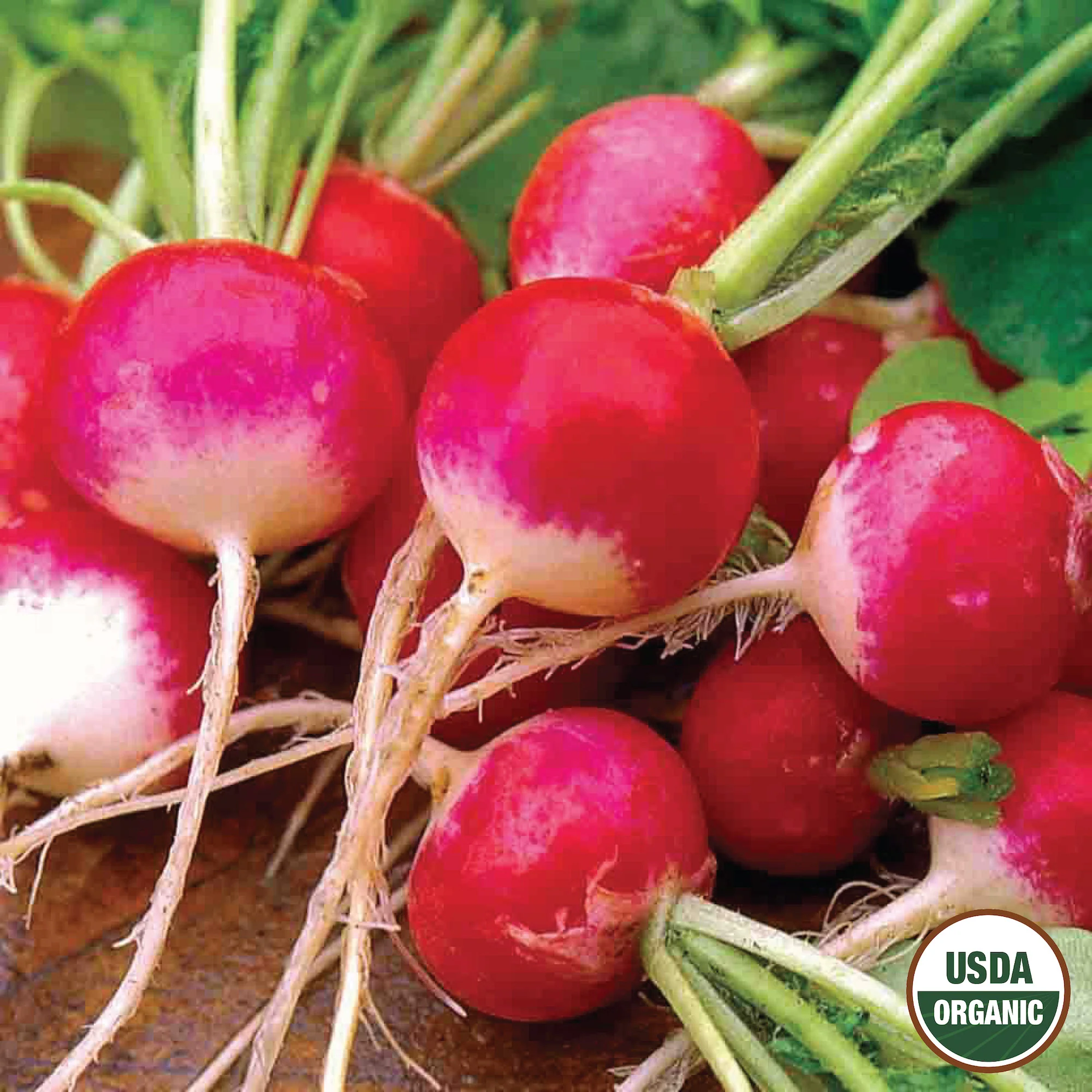 Image of Radish, Sparkler Organic Seeds Online Edition