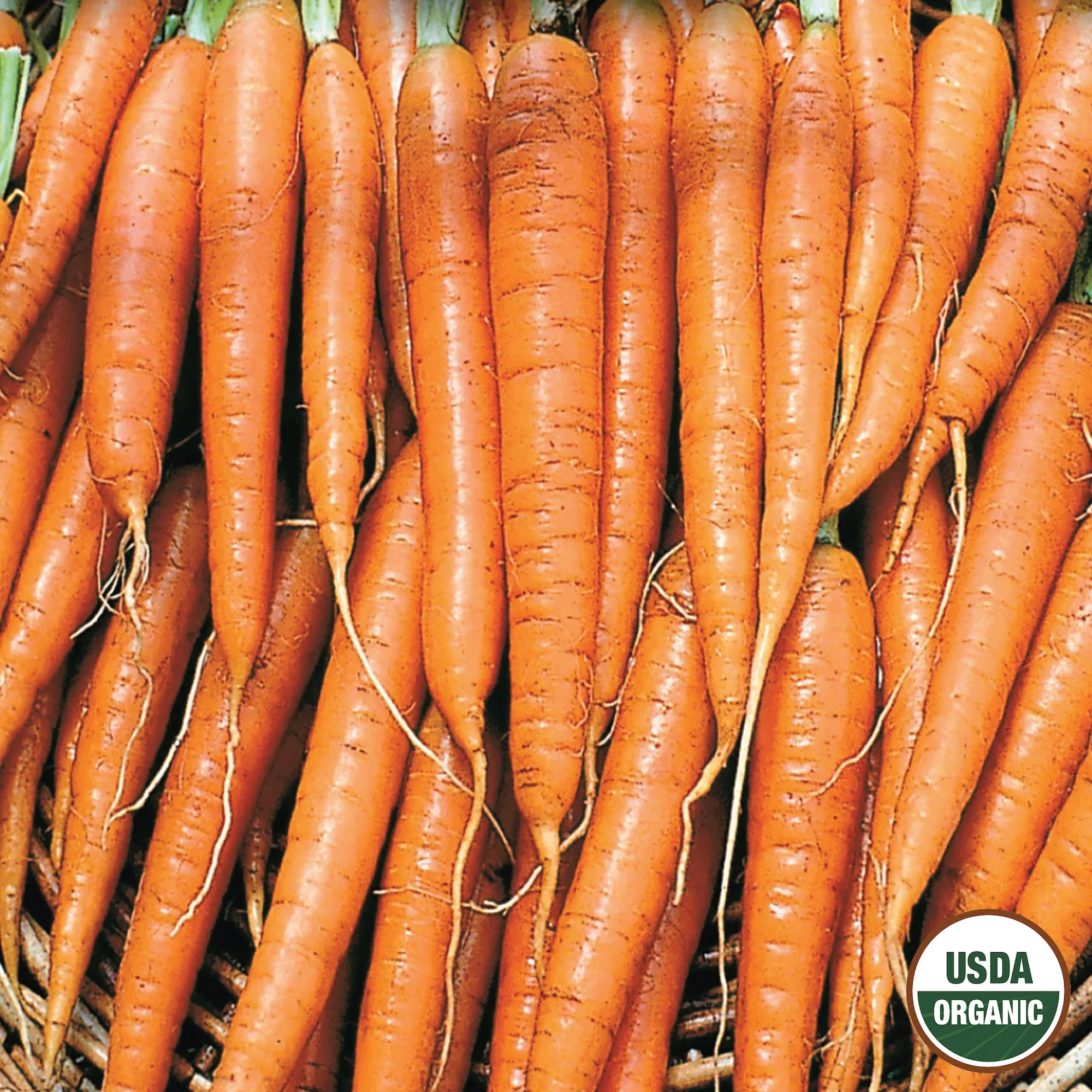 Image of Carrot, Tendersweet Organic Seeds Online Edition