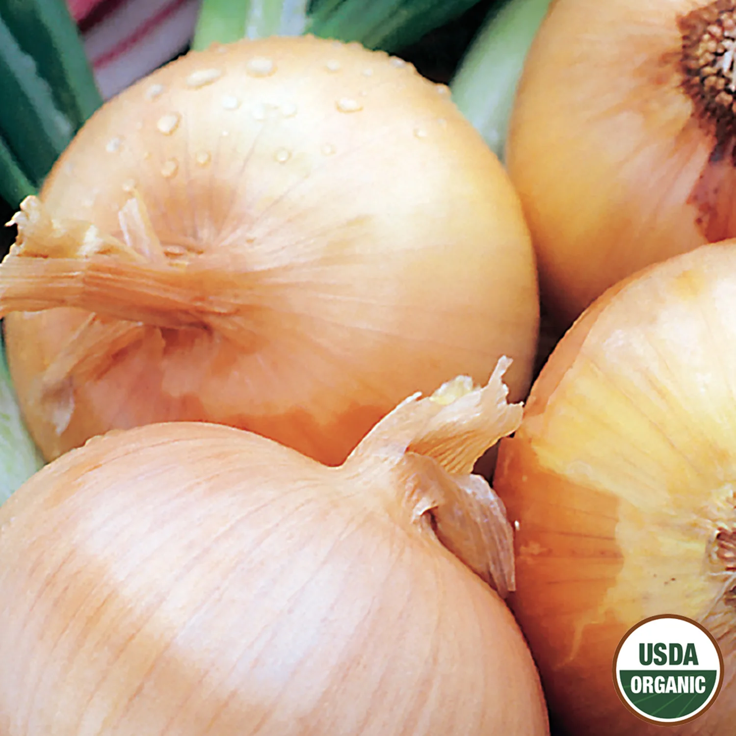 Image of Onion, Texas Grano Organic Seeds Online Edition