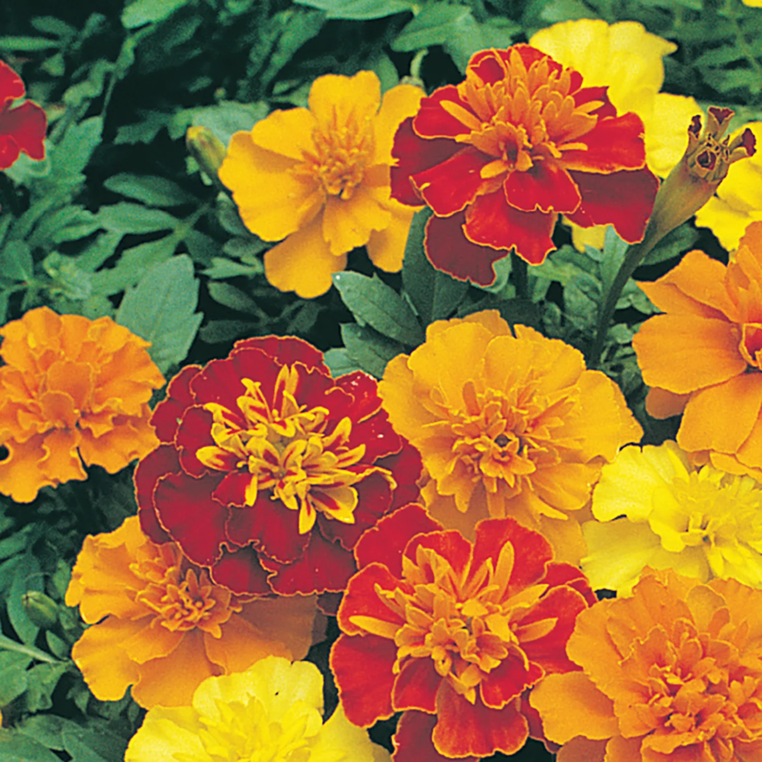 Image of Marigold, Champion Mix Seeds Online Edition