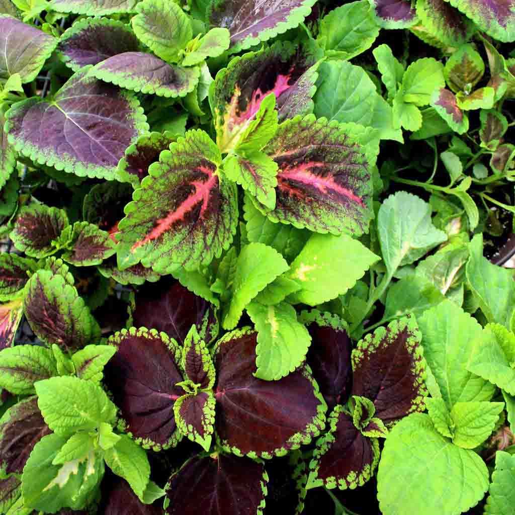 Image of Coleus, Rainbow Mixed Colors Seeds Online Edition