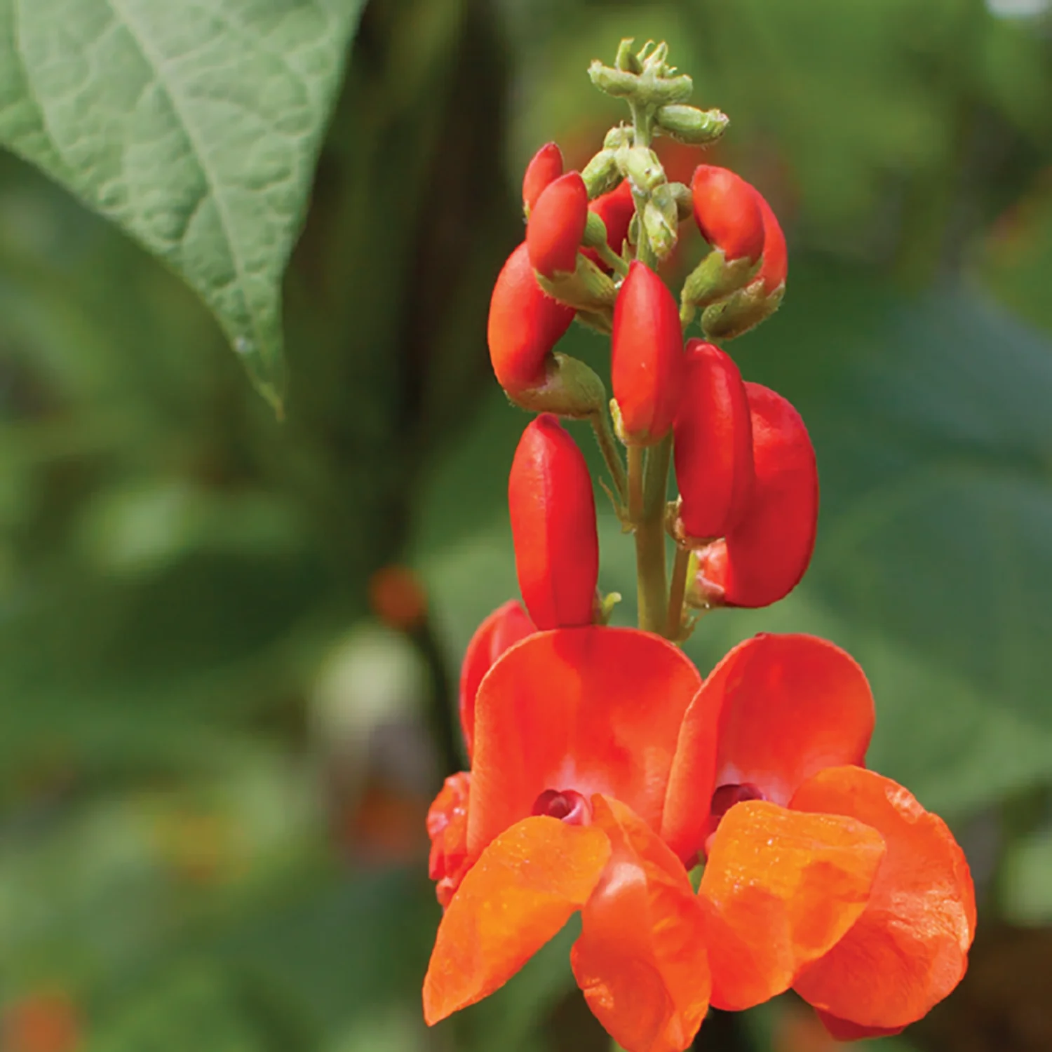 Image of Bean, Scarlet Runner Seeds Online Edition