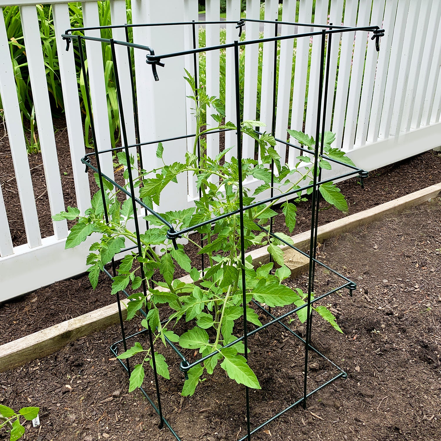 Image of Ferry-Morse Folding Tomato Cage