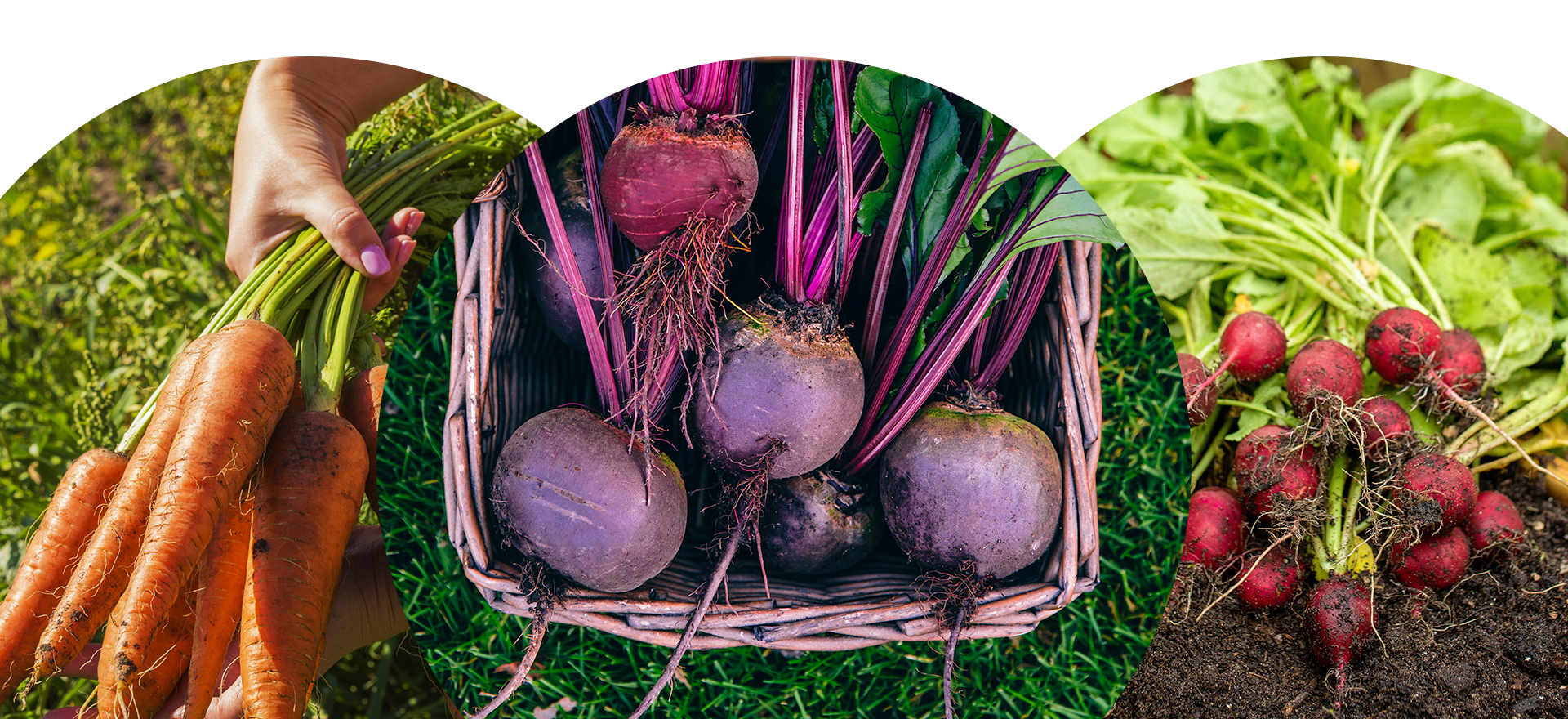 carrots beets and radishes in the garden