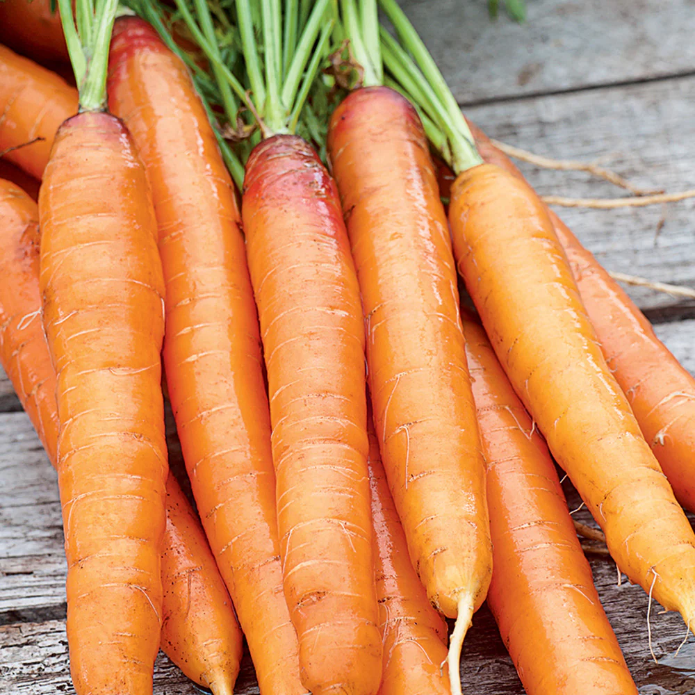 Image of Carrot, Touchon Seeds, 2.6g
