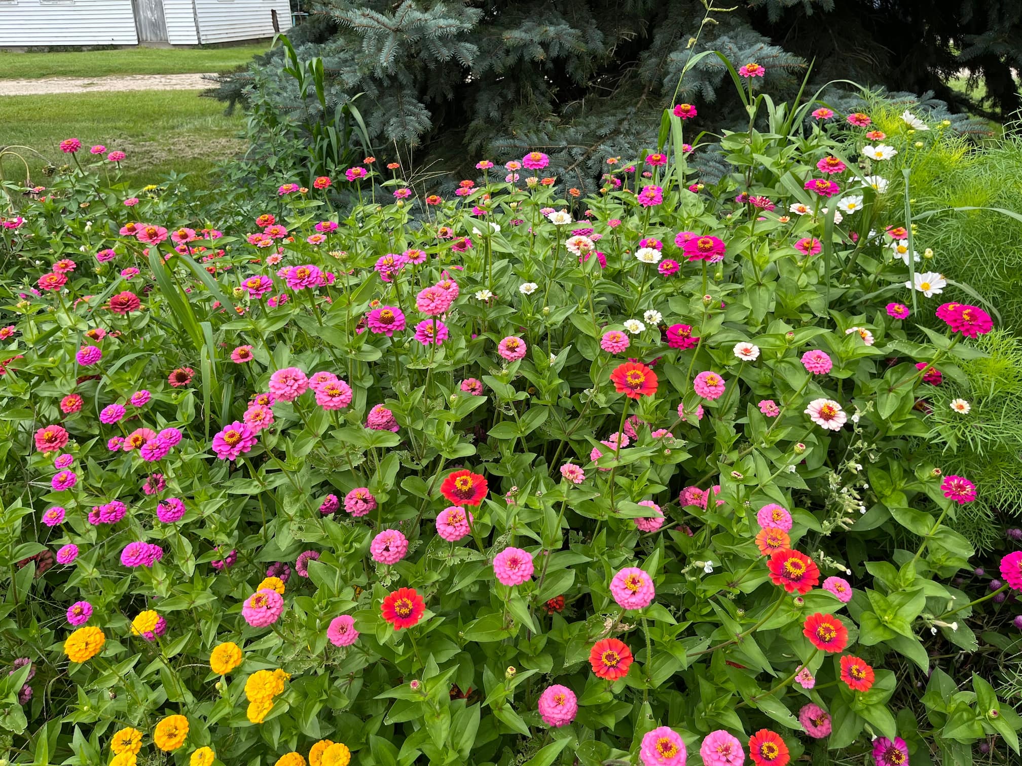 zinnia garden