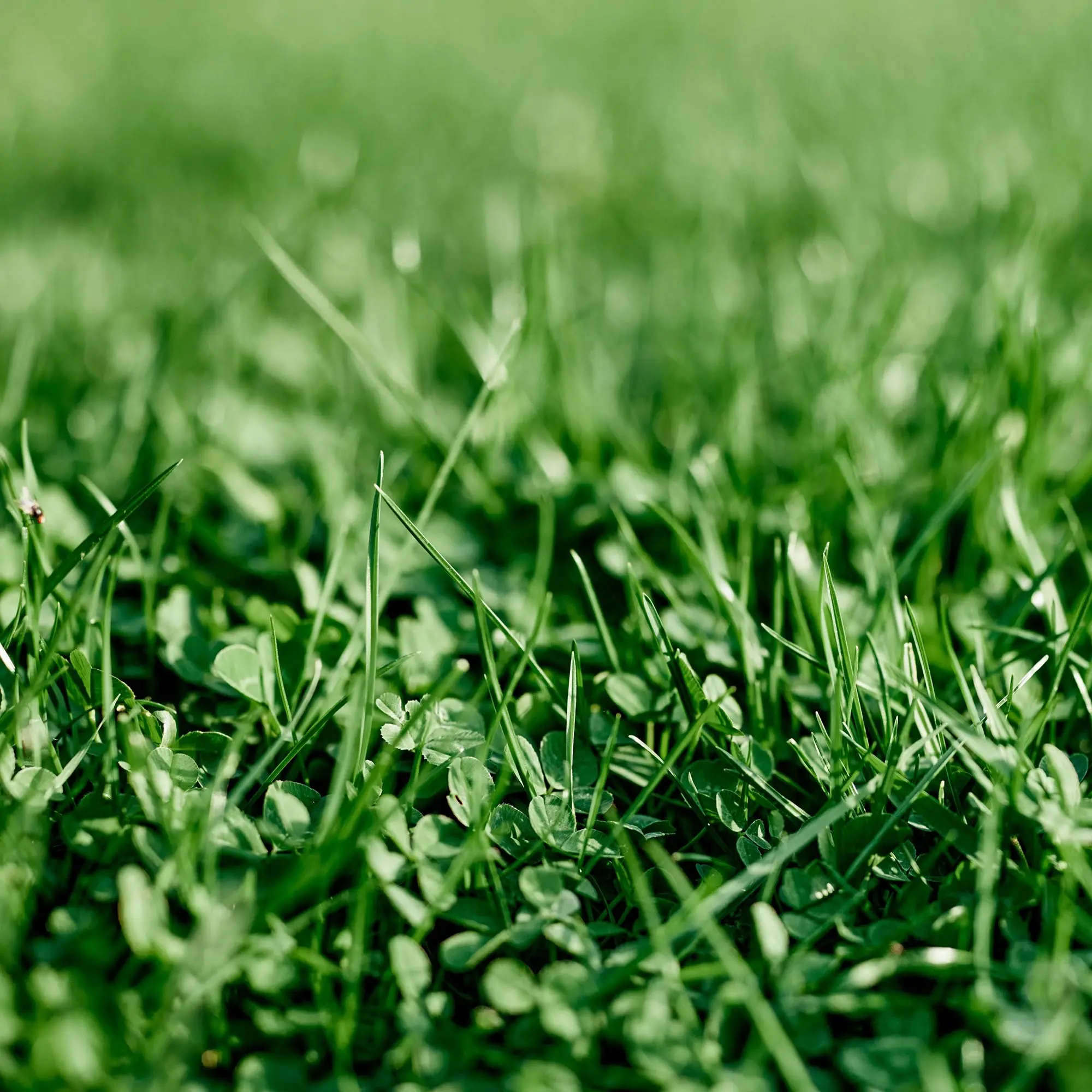 Image of EcoEase Microclover and Fescue Mix Bulk Ground Cover Grass Seeds, 1lb