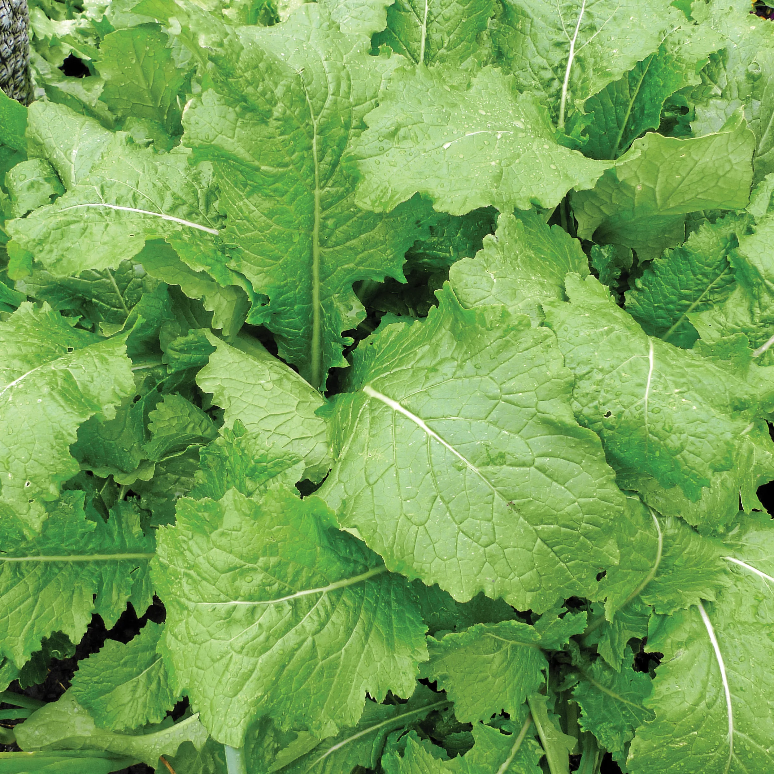 Image of Mustard, India Florida Broadleaf Seeds, 2.5g