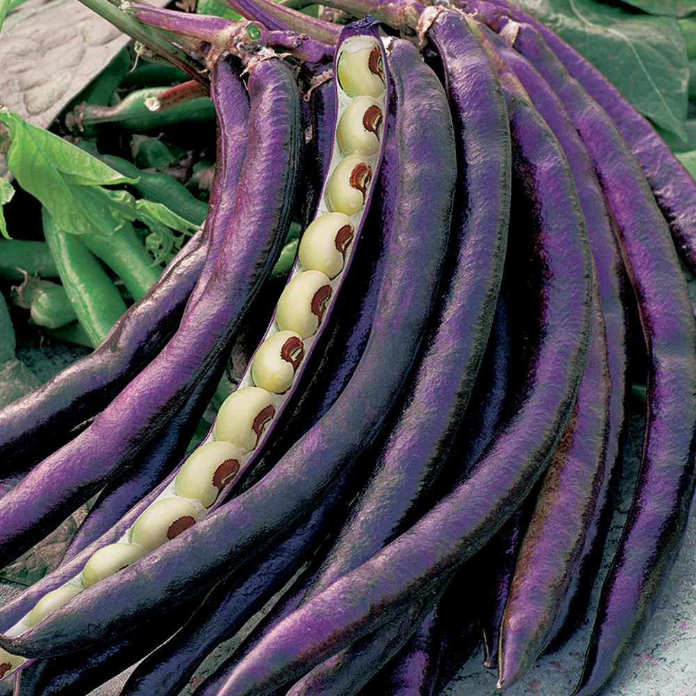 Image of Cowpea, Pinkeye Purple Hull Seeds, 22.8g