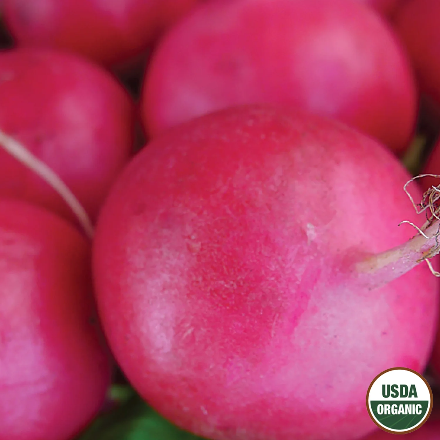 Image of Radish, Crimson Giant Organic Seeds, 2.6g