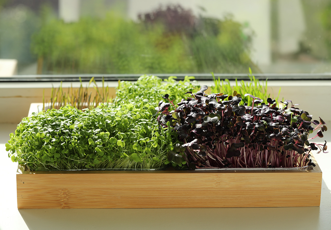 Microgreens
