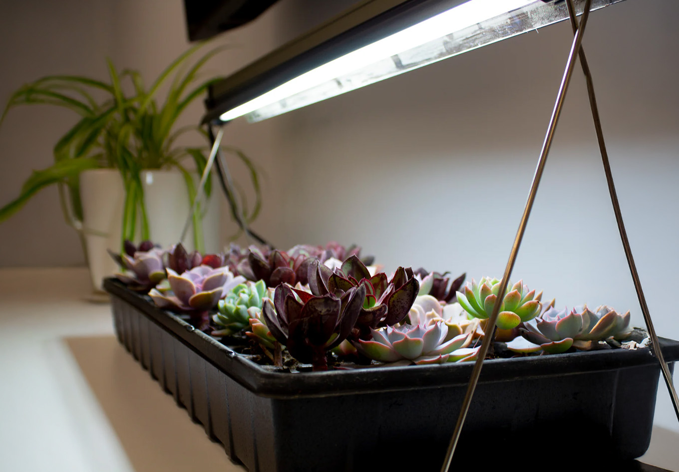 Grow lights for indoor gardening
