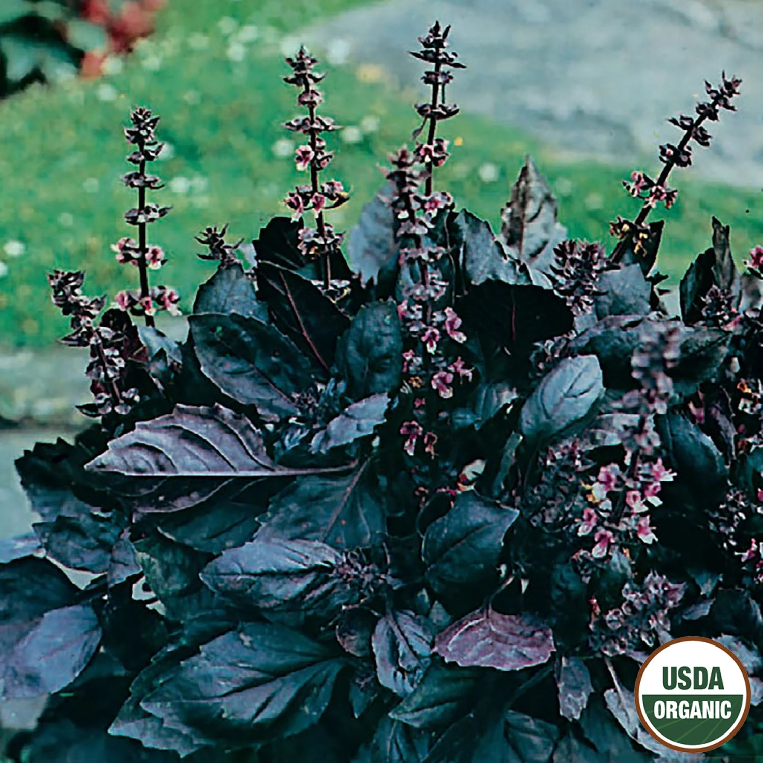 Image of Basil, Dark Opal Organic Seeds, 300mg