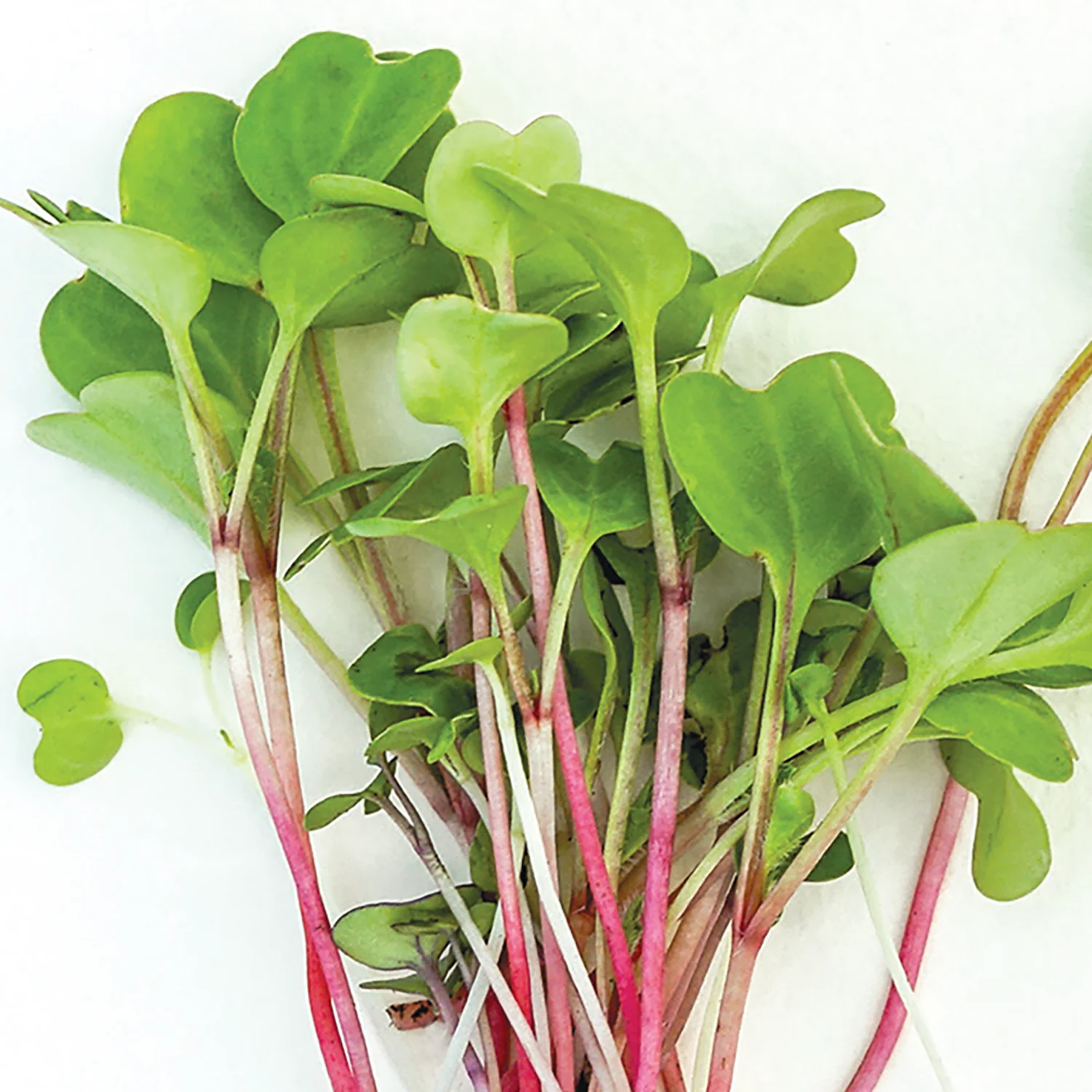 Image of Microgreens, Rainbow Mix Seeds, 4.5g