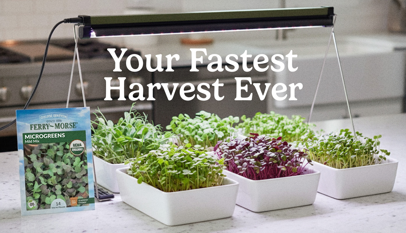Microgreens on a kitchen counter beside microgreens seed packets and grow light.