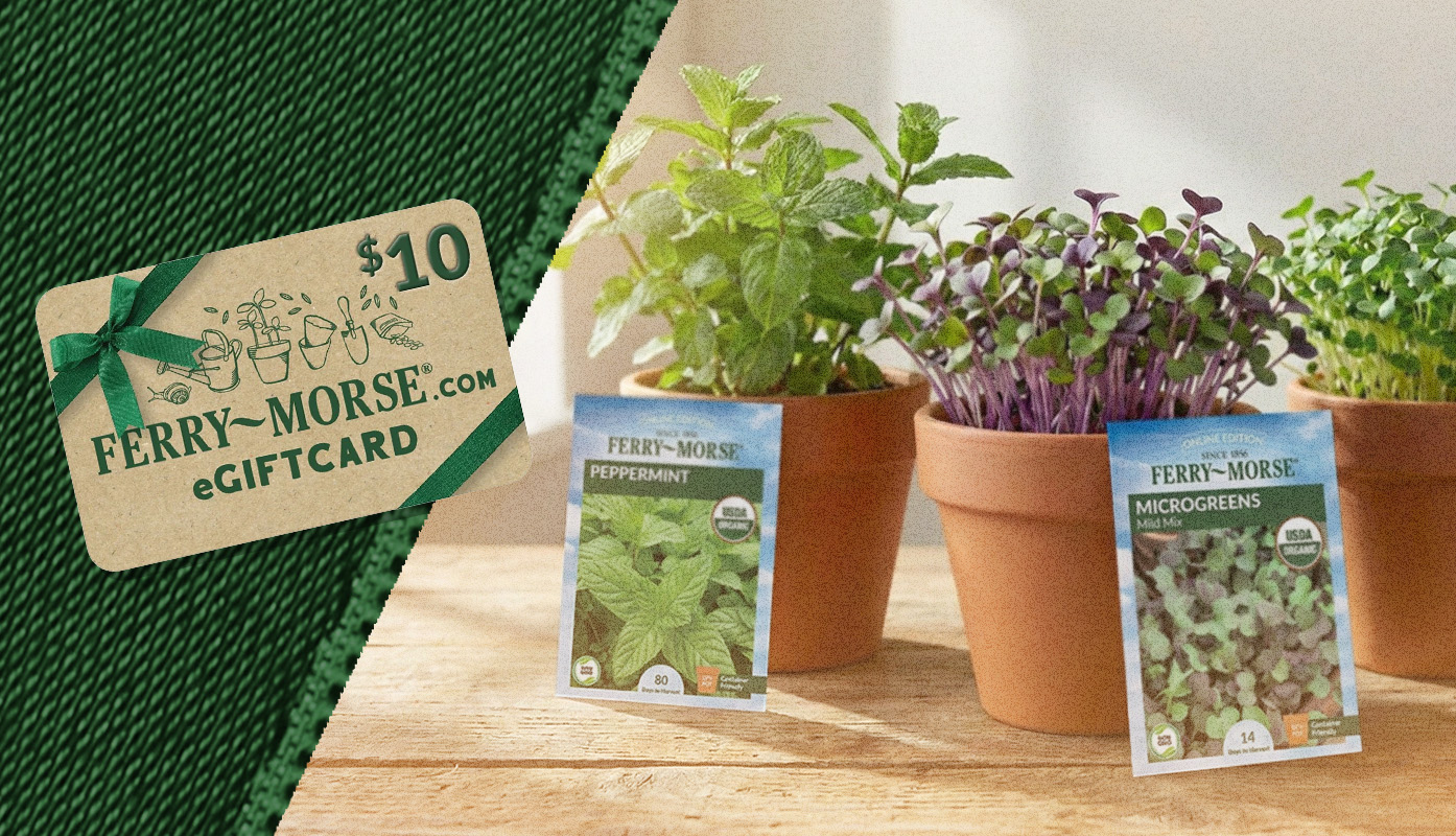 Ferry-Morse microgreens and herb seed packets next to a gift card overlay graphic