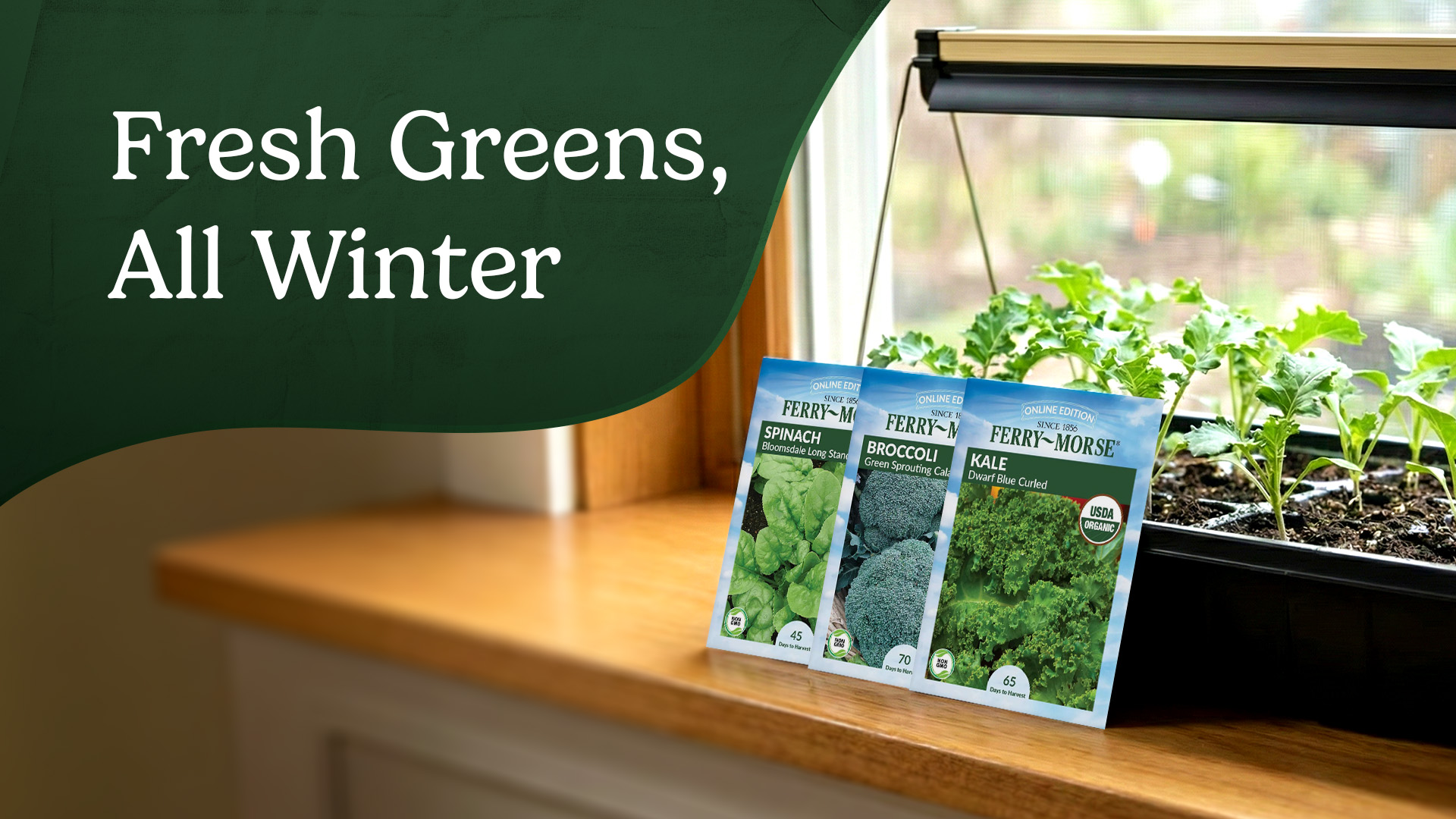 Indoor trays of kale, broccoli, and spinach seedlings growing during winter.
