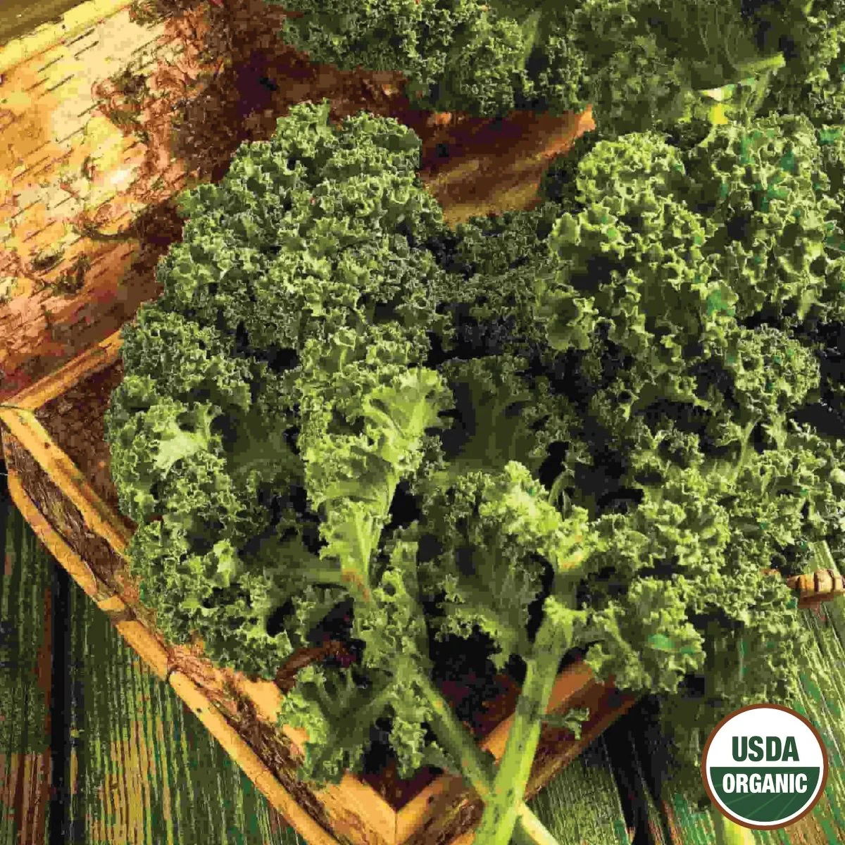 Image of Kale, Dwarf Blue Curled Organic Seeds, 1.9g