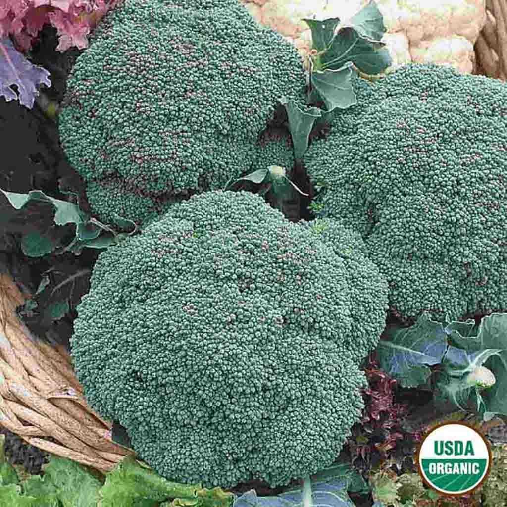 Image of Broccoli, Green Sprouting Calabrese Organic Seeds, 1.3g