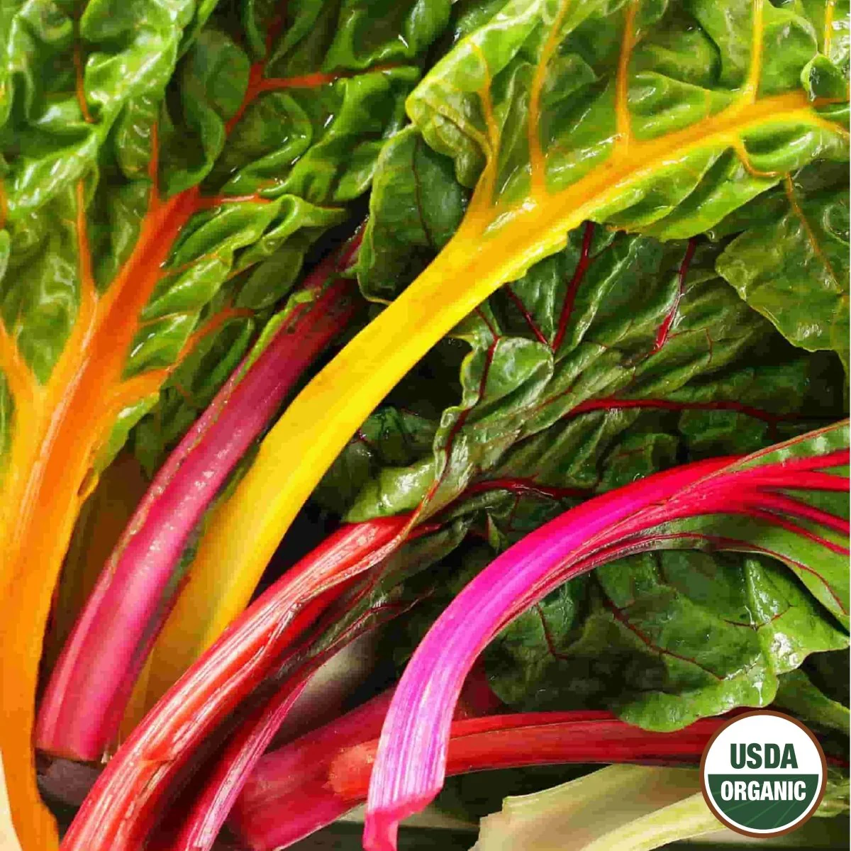 Image of Swiss Chard, Mixed Colors Organic Seeds, 1.6g